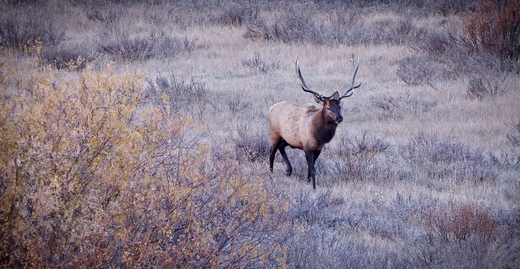Elk