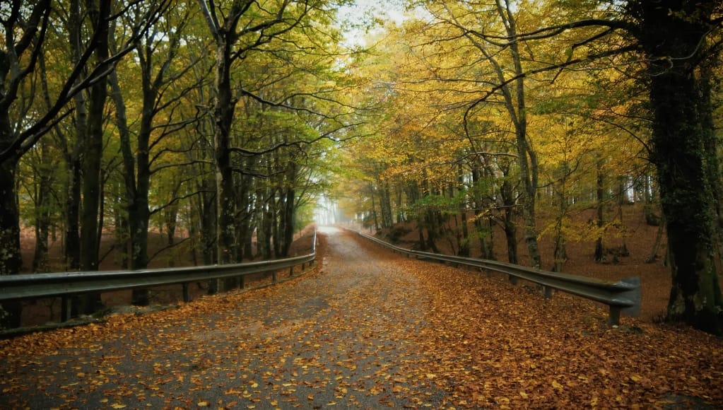 Leaf covered road